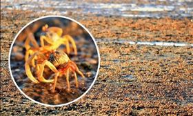 ▲壯觀！泰國喀比海灘驚現百萬士兵蟹。（圖／翻攝自泰國網臉書）