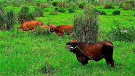 屏東東港溪緩坡治水工法　美景兼具通洪（2）水利署多年前以緩坡自然工法治理東港溪，如今淹水少景又美，成為野放黃牛的美麗田園。（周克任提供）中央社記者郭芷瑄傳真　107年8月29日