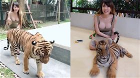 看得見小老虎嗎？　一堆人只看到正妹撞奶(圖/翻攝自picbear.online)
