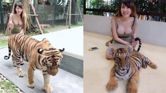 與小老虎合照…驚見正妹露出深V美胸