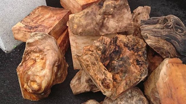 登山捕鼠！通報山老鼠最高獎金3百萬