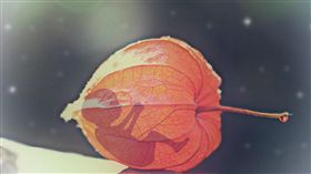 嬰兒,寶貝,流產,墮胎,示意圖（示意圖／翻攝自Pixabay）
https://goo.gl/dHaehX