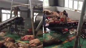 豬瘟肆虐大陸　傳黑心業者拿「掩埋豬屍」加工製香腸　圖／翻攝推特