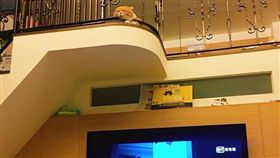 喵星人,嘴邊肉,無辜,貓咪,／翻攝自爆怨公社