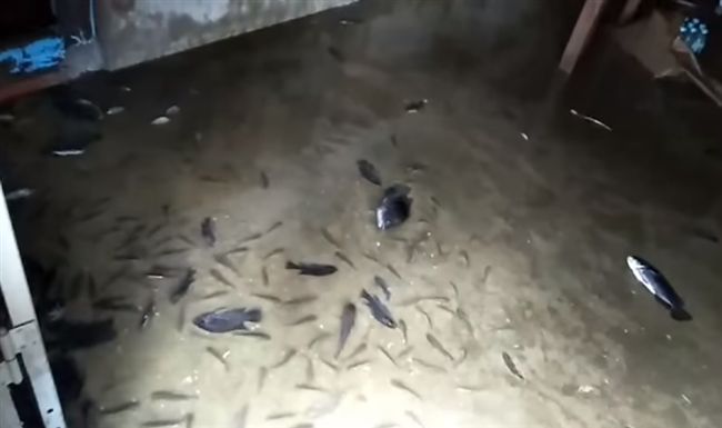 水災後阿公回家傻眼：客廳都是魚！