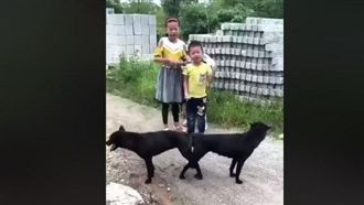 見2狗野外拔河　3童打氣逗笑網友