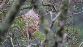 秋季登高賞楓　避免招惹虎頭蜂