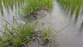 豪雨後防作物病蟲害　台東農改場籲加強清園