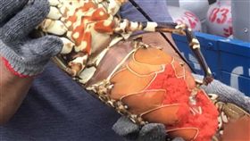 長濱捕獲罕見抱卵大龍蝦　海產店買下放生