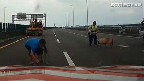 小豬國道亂竄