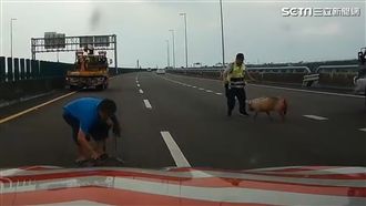 小八戒逛國道　警秀掃腿功捕豬
