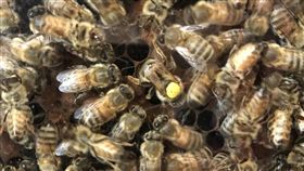 不能放任蜜蜂死  法國禁5款類尼古丁農藥蜜蜂存亡與糧食生產和生物多樣性高度相關，法國政府為遏止蜜蜂持續大量死亡，公告自9月1日起禁用5種含類尼古丁的農藥。中央社記者曾依璇巴黎攝  107年8月9日