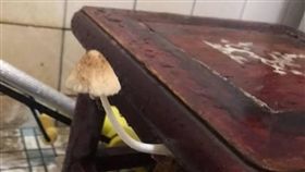 下雨後椅子長出菇／臉書爆料公社