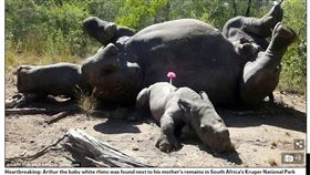 動物悲歌！母犀牛慘遭毒手　重傷小犀牛悲鳴守護　圖／翻攝自臉書