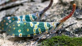 龍眼雞,金門,防檢局,防治機制,農業,害蟲,採集,丟棄,龍眼樹 ▲圖／攝影者uituit, flickr CC License https://goo.gl/5LZ6SD