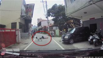 糗！疑新手碰瓷　連狗都看不下去