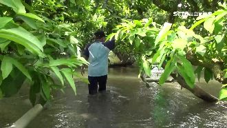 蓮霧園水淹膝蓋 果農苦「撩水」噴藥