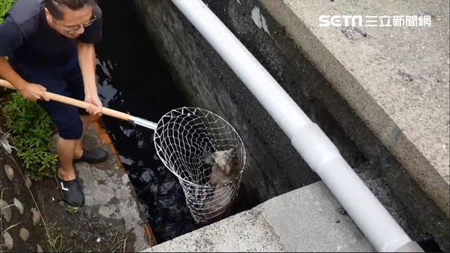 小浪浪攔車吠叫　帶路救援溺水狗兄弟