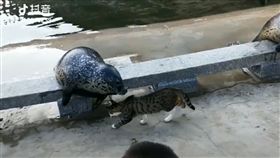 海豹,貓,毆打,爆笑公社,演技,性騷擾,椅子,動物,翻滾,擊暈　圖／翻攝自Mew Mew臉書https://goo.gl/6QgFvh

