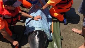 台中,鯨豚,小抹香鯨,擱淺（圖／翻攝畫面）