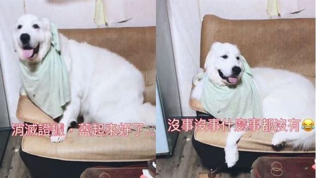 沙發被咬爛！狗狗被抓包「神招裝傻」