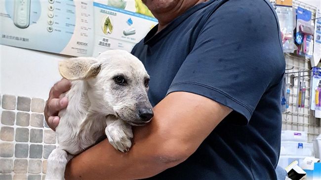 流浪犬帶領救援！　救出水溝受傷幼犬