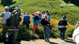 拍花海狂踩金針田　網諷：比山豬可怕