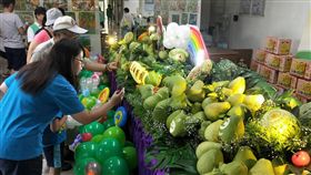 豪雨過後未受影響 台南麻豆文旦正值產季
