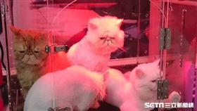 加菲貓,貓奴。（圖／取自臉書社團爆怨公社）