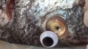 有夠扯！魚販竟幫魚黏假眼「裝鮮」
