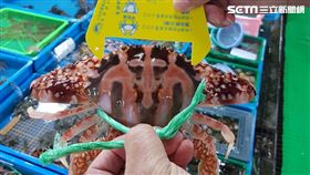 萬里蟹,花蟹,三點蟹,石蟳,抱卵