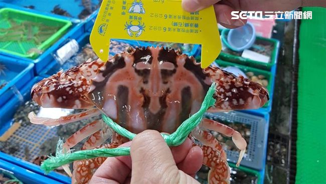 萬里蟹產季將至　抱卵、太小都超NG