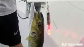 民眾去海釣釣到河豚。（圖中河豚非誤食種類／光田綜合醫院提供）