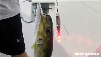 兒煮河豚肝孝親　爸吃一口就中毒險死