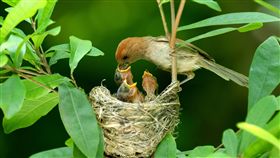 調查追蹤鳥類趨勢  麻雀和粉紅鸚嘴減少行政院農業委員會特有生物研究保育中心和鳥友合作，在鳥類繁殖季節展開調查，範圍遍及台灣全島和離島，至今10年累積近50萬筆鳥類調查資料，掌握100多種常見鳥類趨勢變動，發現麻雀和粉紅鸚嘴（圖）呈下降趨勢。（王健得攝，特生中心提供）中央社記者蕭博陽南投縣傳真  107年9月3日