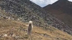 主人撞車身亡…忠犬呆望殘骸不肯走　苦守19天才願意回家（圖／翻攝自臉書）