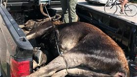 見野生駝鹿涉水　遊客搶拍照害牠淹死
駝鹿,拍照,淹死
翻攝自臉書The Islander