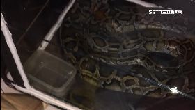 a養蛇顧毒窟2400