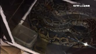 通緝犯養蟒蛇顧毒窟　被逮自稱水電工