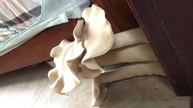 門後長出超巨菇　比成年男子手臂還長