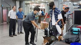 防非洲豬瘟　金門強化邊境防檢疫