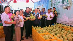 苗栗西湖文旦柚採收　歡迎認養者回娘家