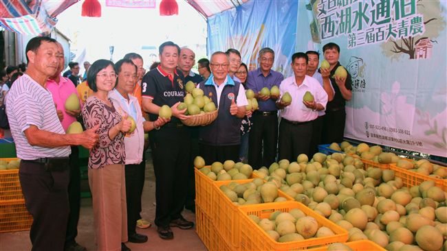苗栗文旦柚採收　果肉細甜度達12度