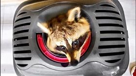 新竹,浣熊,劫囚,虐待動物（圖／翻攝畫面）