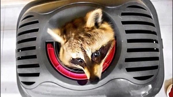 涉虐動物浣熊遭扣　飼主暗夜「劫囚」