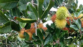 果農砍檳榔樹種紅毛丹　讓外配滿足家鄉味