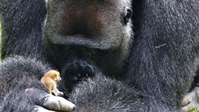 非洲,大猩猩,嬰猴（圖／翻攝自Bobo & the bushbaby臉書）