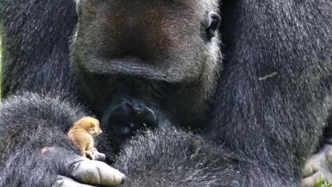 萌到融化！大猩猩和迷你嬰猴成了好友