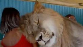 獅子,野生動物園,喵星人　圖／翻攝自East 2 West News