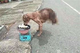 頑強的生命力總是令人感到驚艷！網路上近來瘋傳一段影片，泰國有一隻狗狗僅靠著兩隻前腳支撐，努力維持平衡只為了果腹，讓不少網友看了之後好捨不得，也讚嘆牠為了生存努力奮鬥的模樣，紛紛表示想將狗狗帶回家照顧。（圖／翻攝自Social Trends臉書）